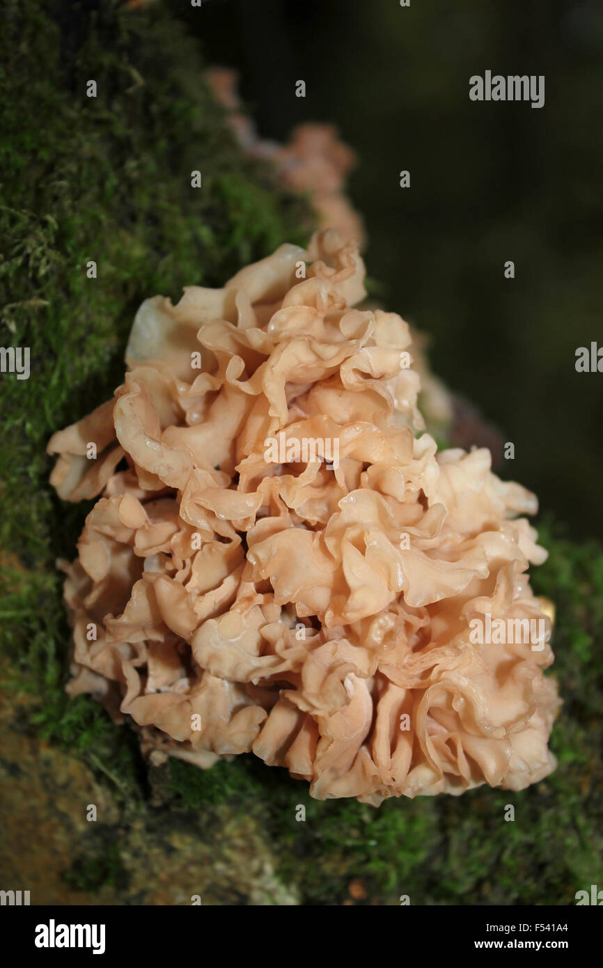 Cervello frondoso Tremella foliacea forma pallido Foto Stock