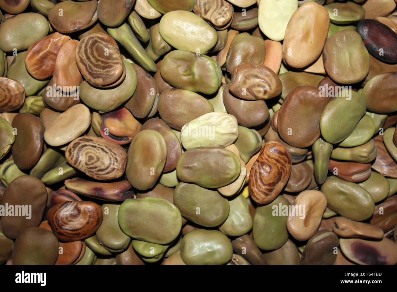 Habas essiccato in Perù - La Fava Vicia faba Foto Stock