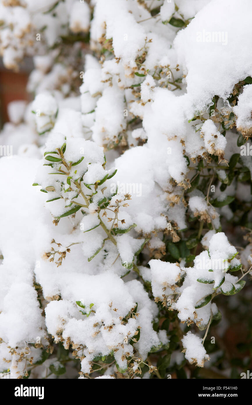 Neve sugli alberi in inverno nel Regno Unito Foto Stock