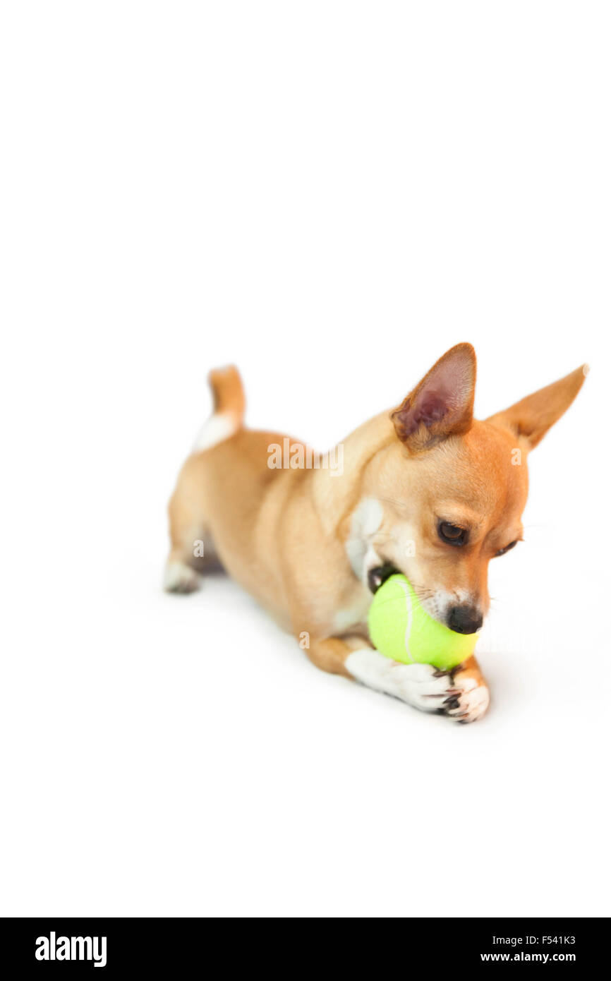 Carino piccolo cane masticare sulla sfera Foto Stock