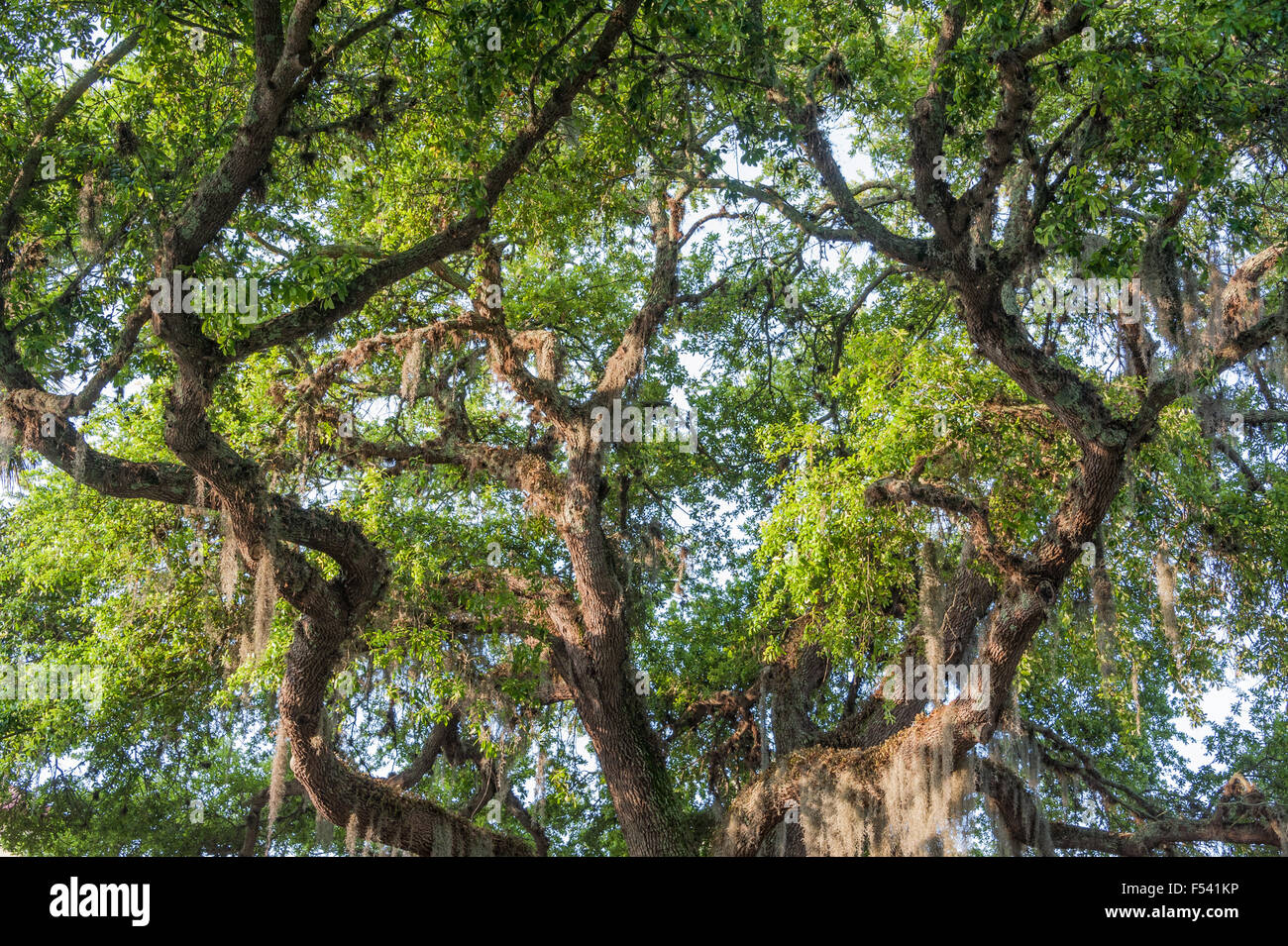 Florida Live Oak tree nella Città Vecchia di sant Agostino di Piazza della Costituzione. Stati Uniti d'America. Foto Stock
