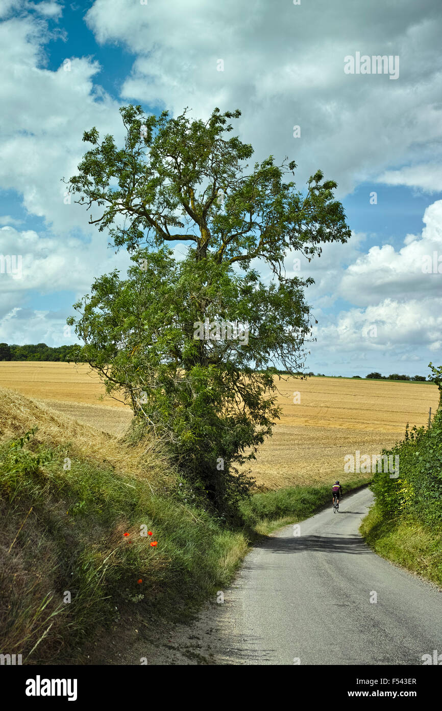 English country lane in Hertfordshire che mostra una corsia incassata e un albero maturo di fronte a un campo di grano di maturazione Foto Stock