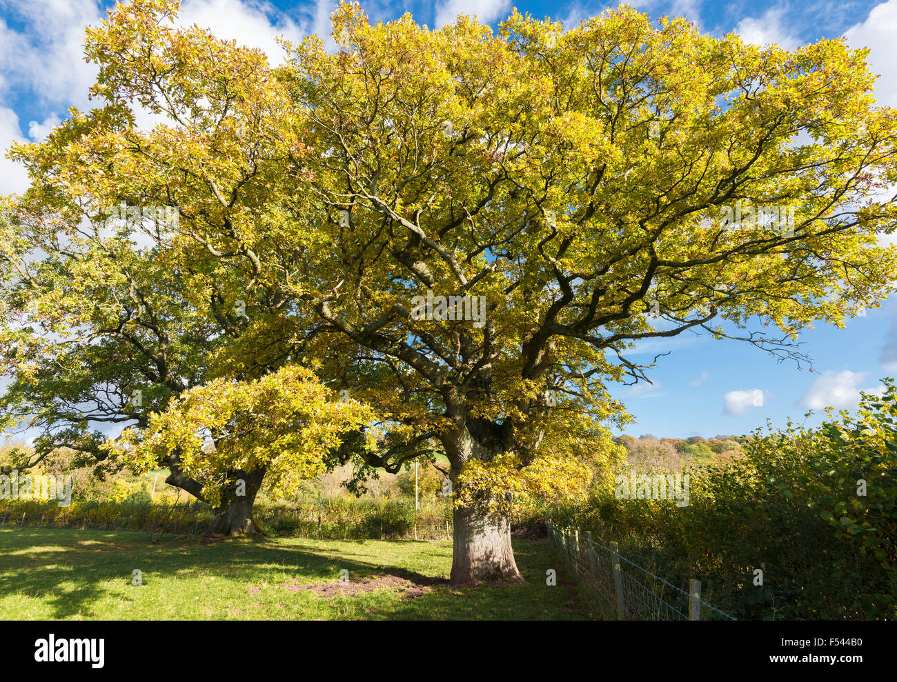 Albero di quercia con foglie di autunno illuminato dal sole Foto Stock