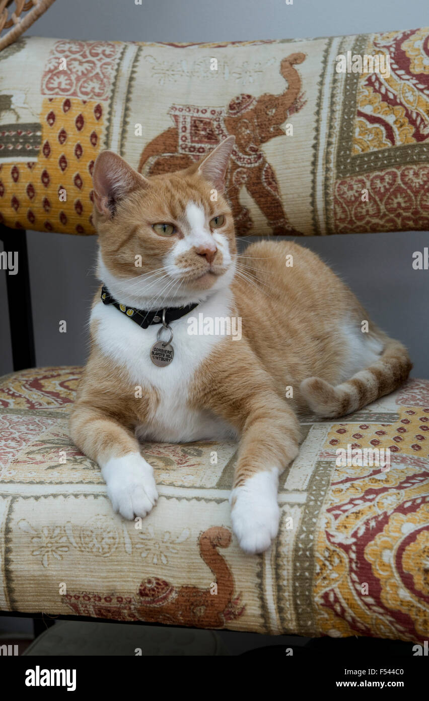 Un zenzero marmellata o animale domestico gatto seduto su una sedia e alert Foto Stock