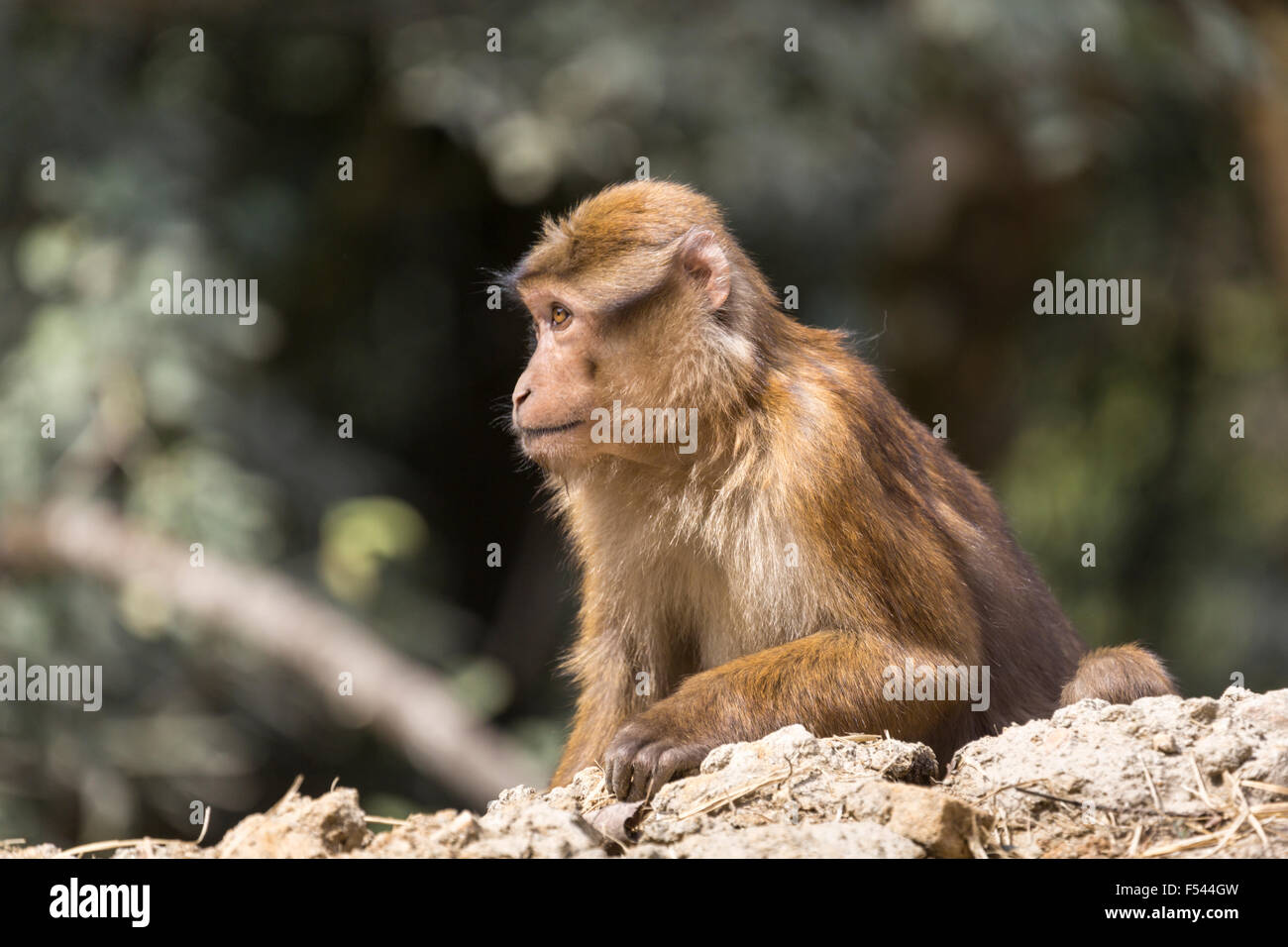 Macaco Rhesus monkey, vicino Punakha, Bhutan Foto Stock