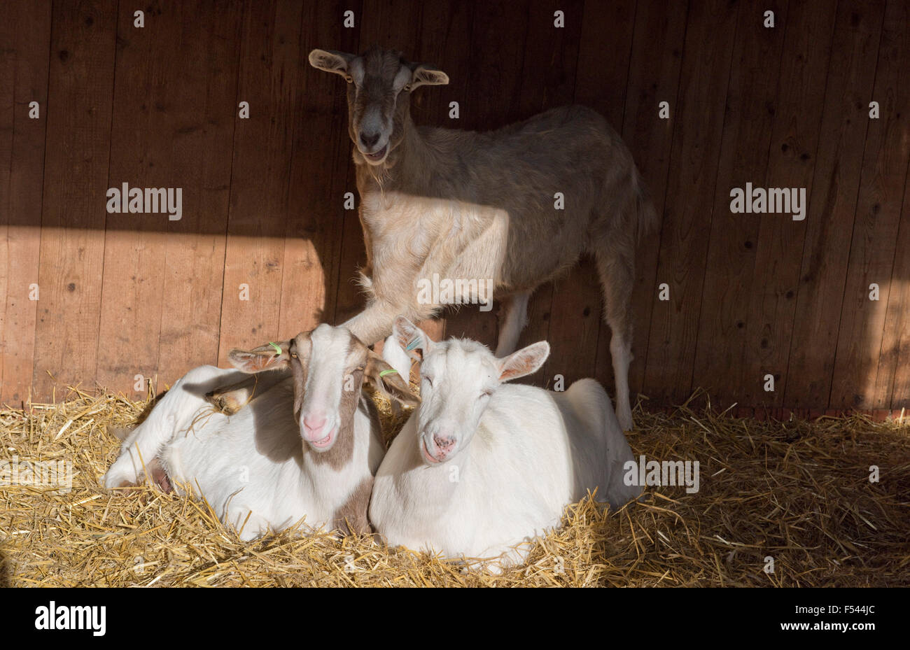 Boer, croce di Saanen capre sdraiato in paglia in una stabile con una croce di Toggenburg in piedi su di essi Foto Stock