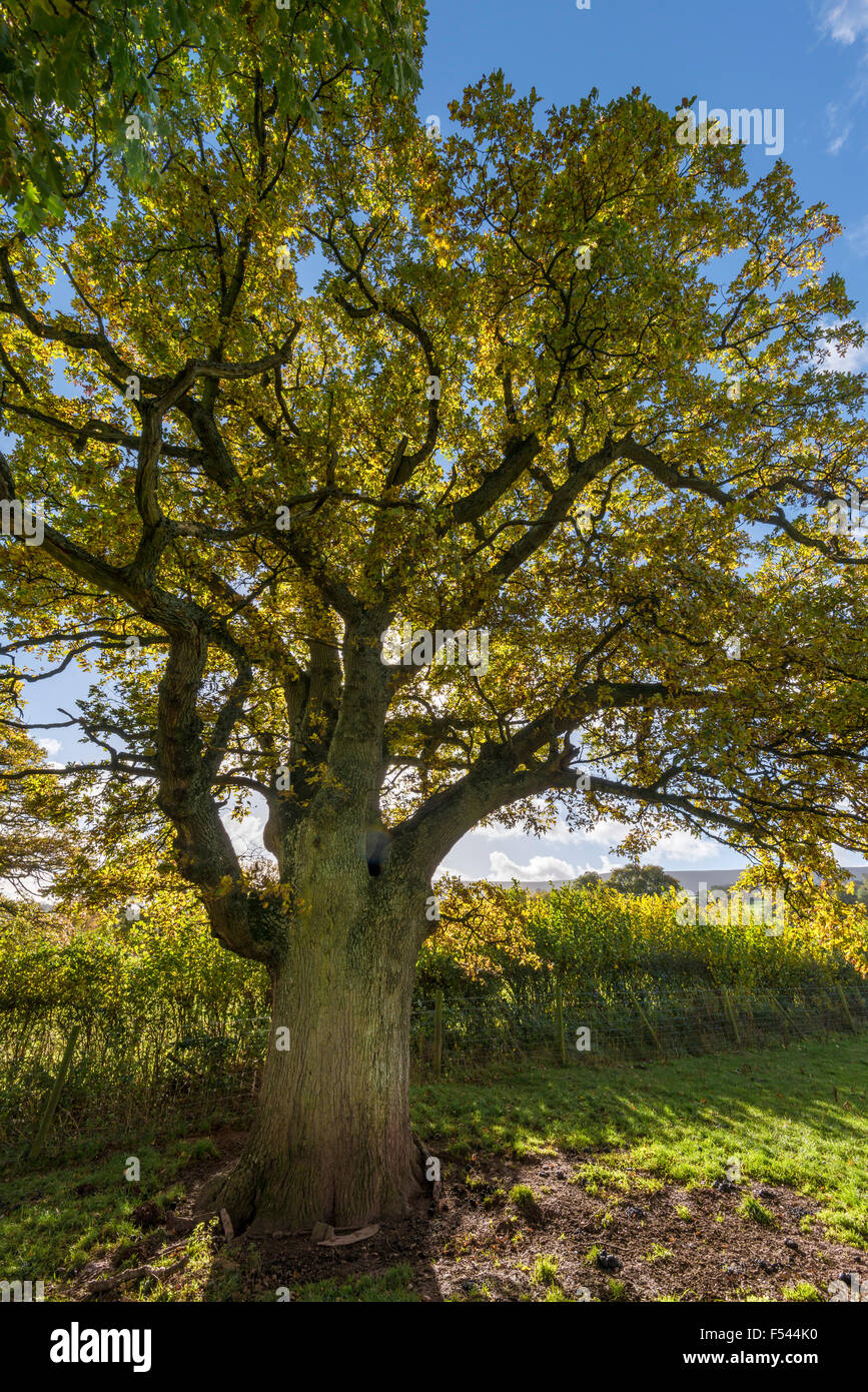 Albero di quercia con foglie di autunno illuminato dal sole Foto Stock
