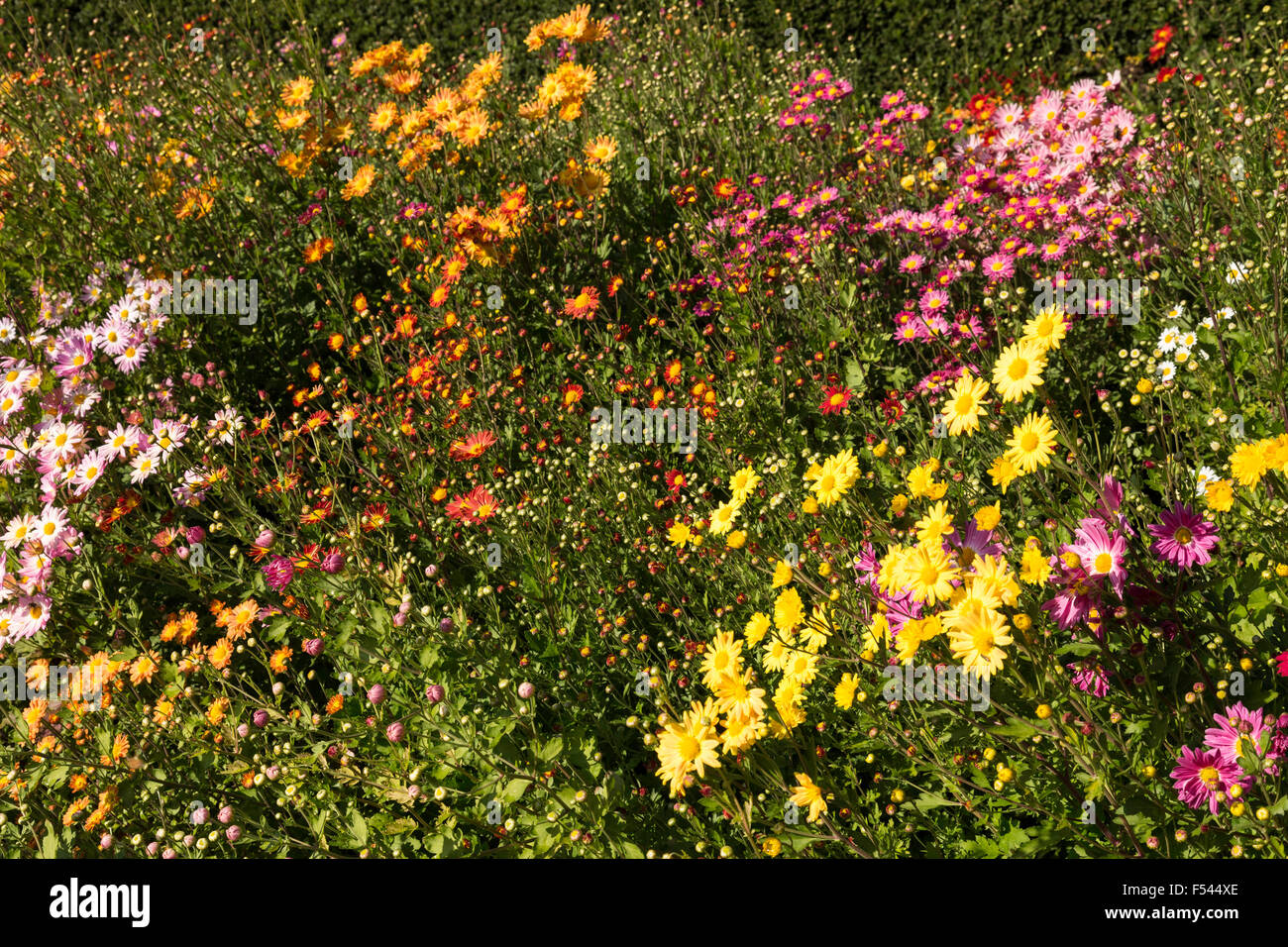 Caduta fiori nel giardino, al Central Park di New York Foto Stock