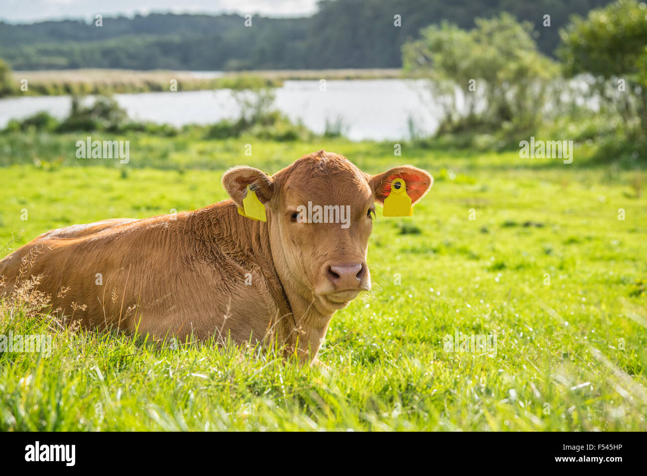 Vitello in l'erba verde su un campo di campagna Foto Stock