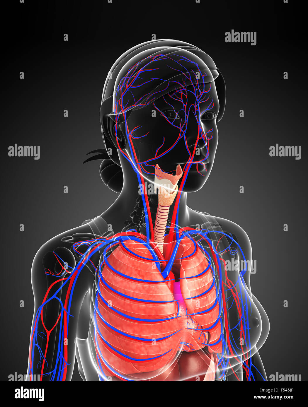 Illustrazione della femmina e respiratorio sistema circolatorio Foto Stock