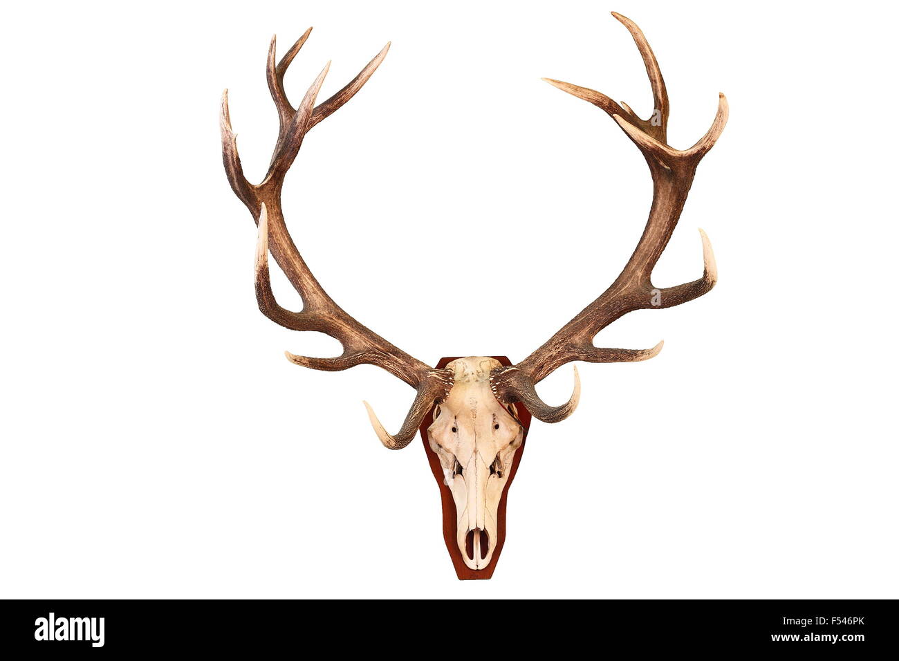 Awesome cervi di trofei di caccia isolate su sfondo bianco ( Cervus elaphus ) Foto Stock