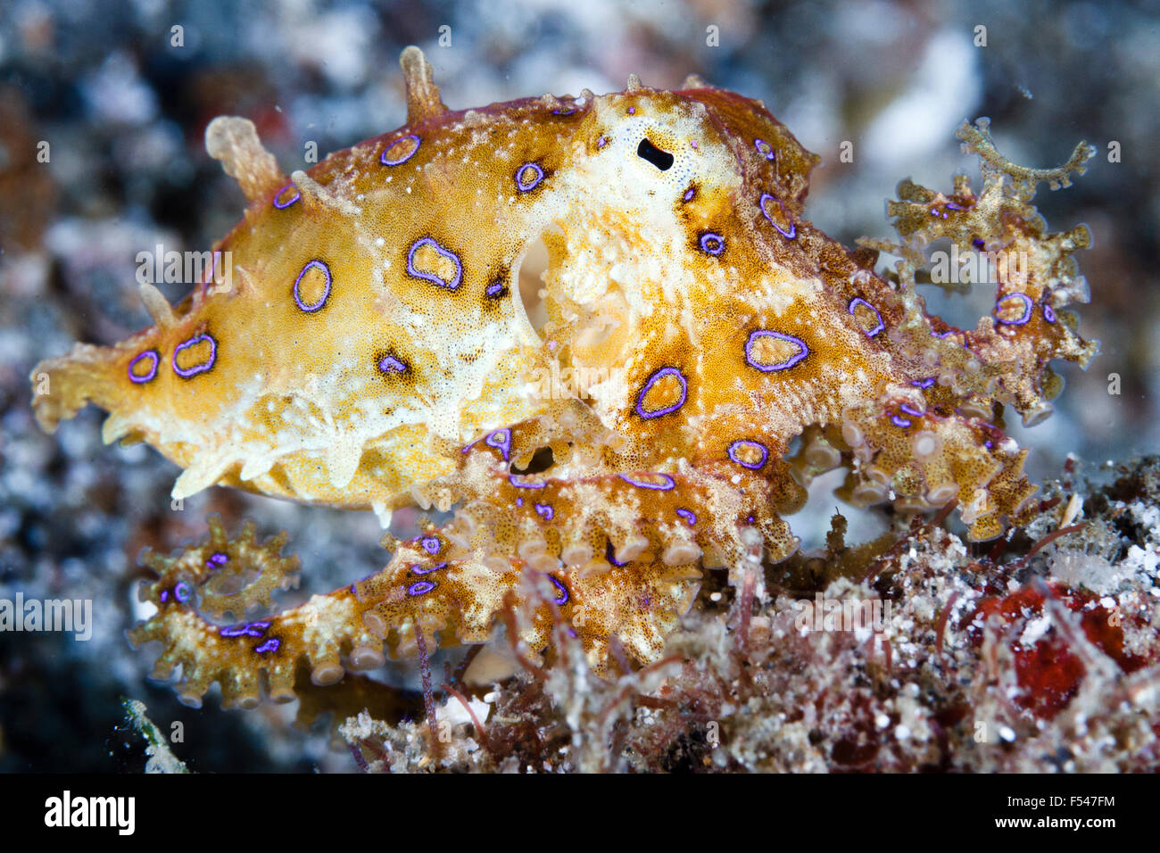 Blue inanellato octopus Hapalochlaena (sp) Lembeh strait, Sulawesi, Indonesia Foto Stock