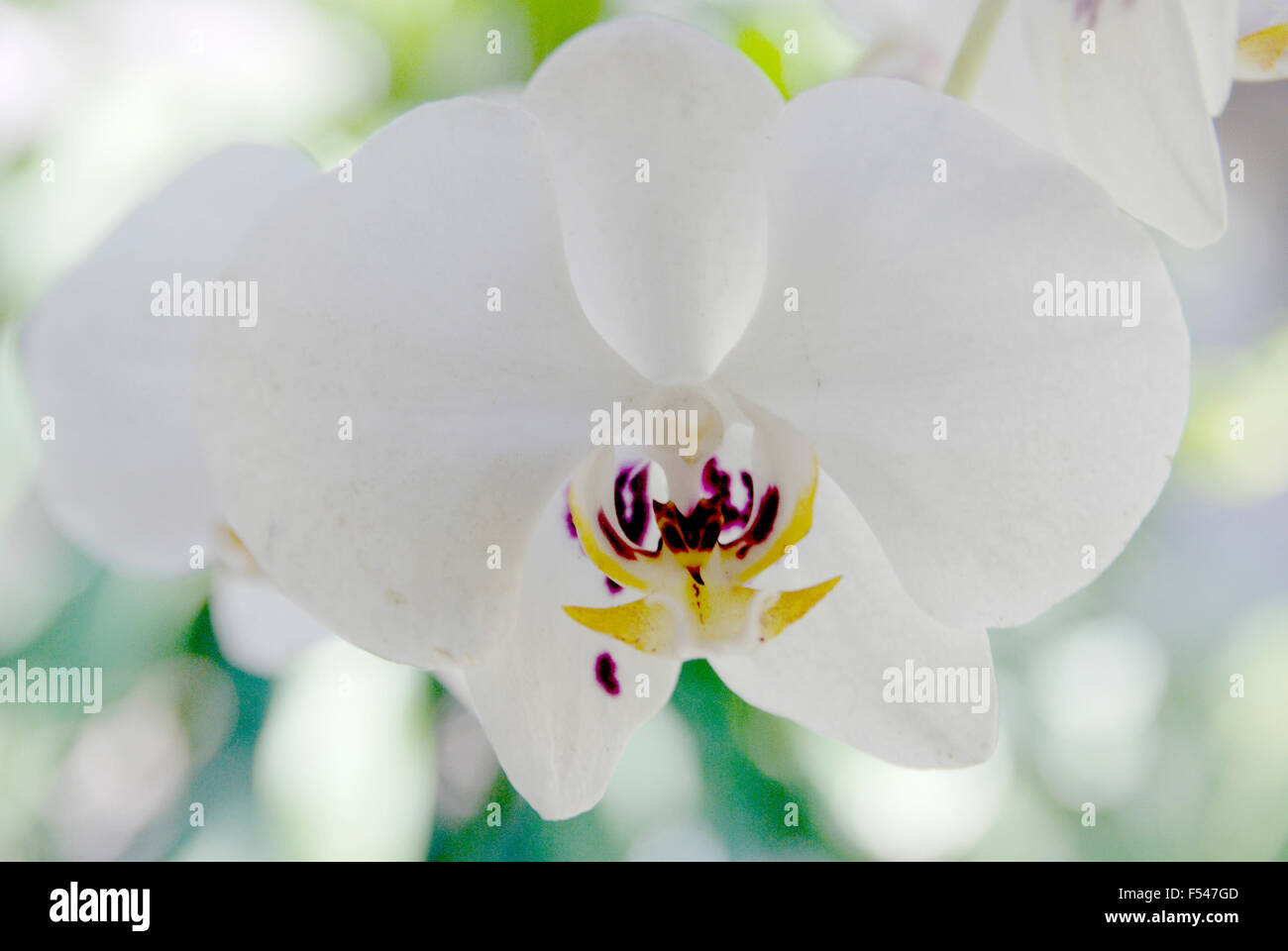 Primo piano su bianco farfalla tropicale Orchidea fiore Foto Stock