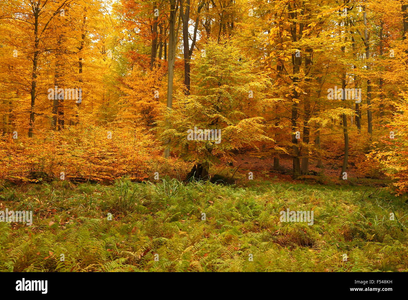 Alberi colorati e Fern: estate indiana nel Patrimonio mondiale naturale Grumsin Area in Brandenburg Germania Foto Stock