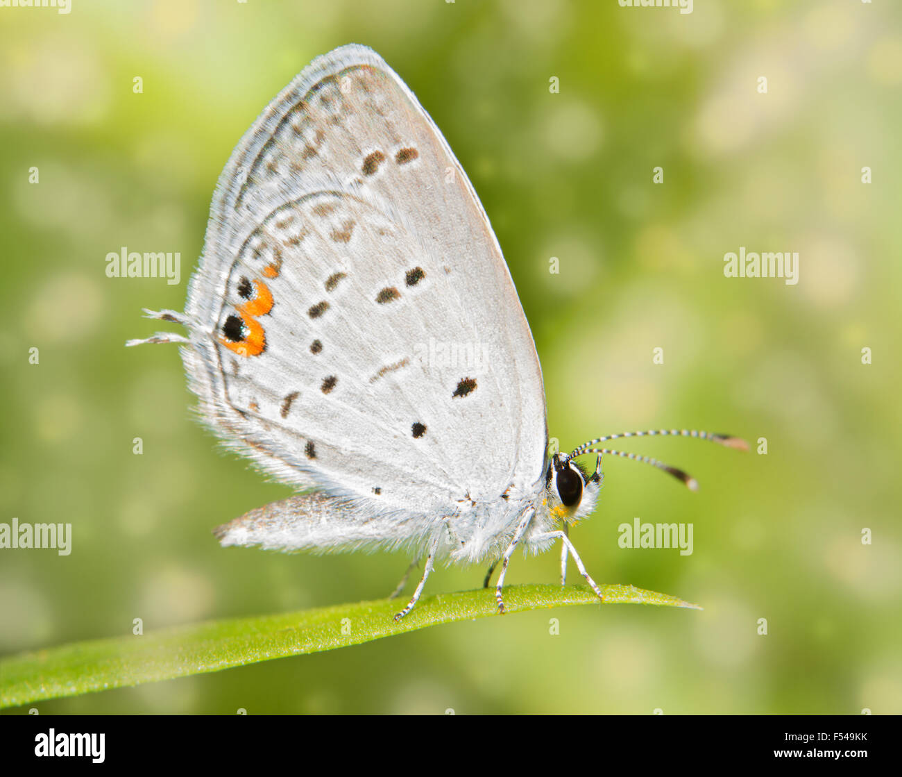 Immagine da sogno di un minuscolo Eastern Tailed Blue Butterfly in appoggio su una paletta di erba Foto Stock