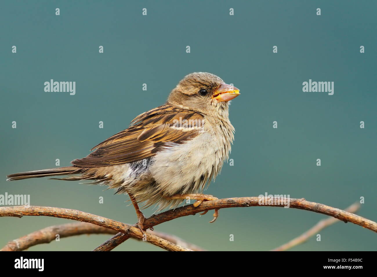 Femmina di casa passero mangiare semi di mais su un ramoscello ( Passer domesticus ) Foto Stock