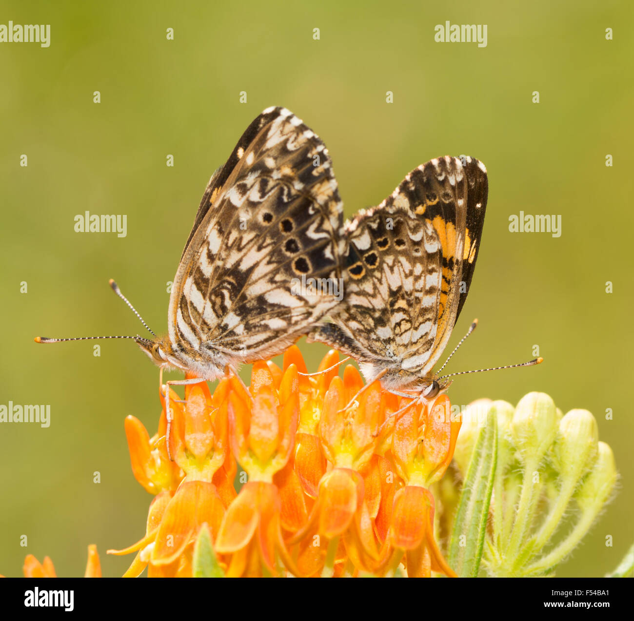 Gorgone Checkerspot butterfly coppia coniugata sulla parte superiore di un fiore Butterflyweed Foto Stock