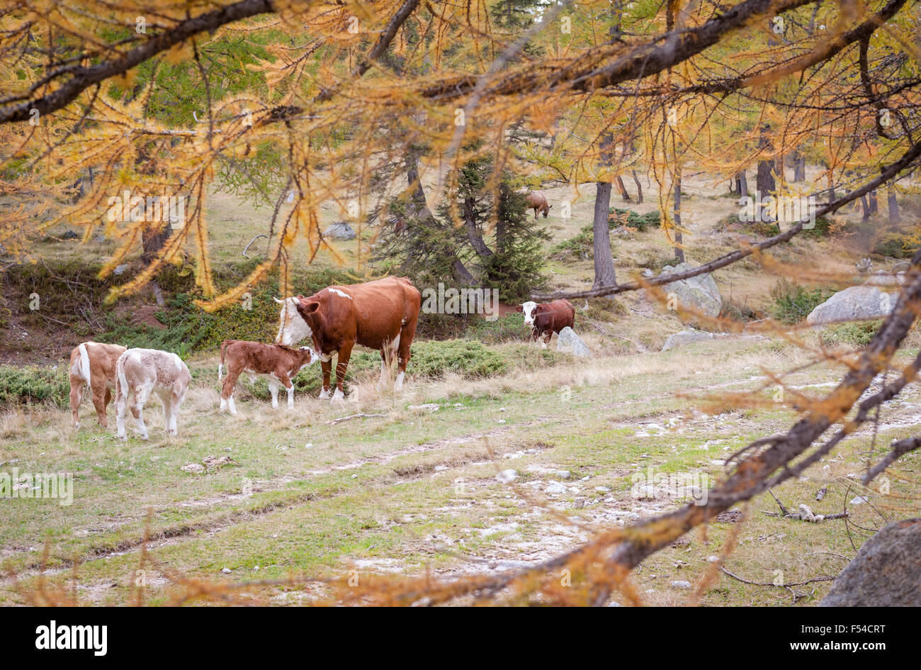 Le mucche in boschi di montagna, Le Boreon, il Parco Nazionale del Mercantour, alpi marittime, Francia Foto Stock