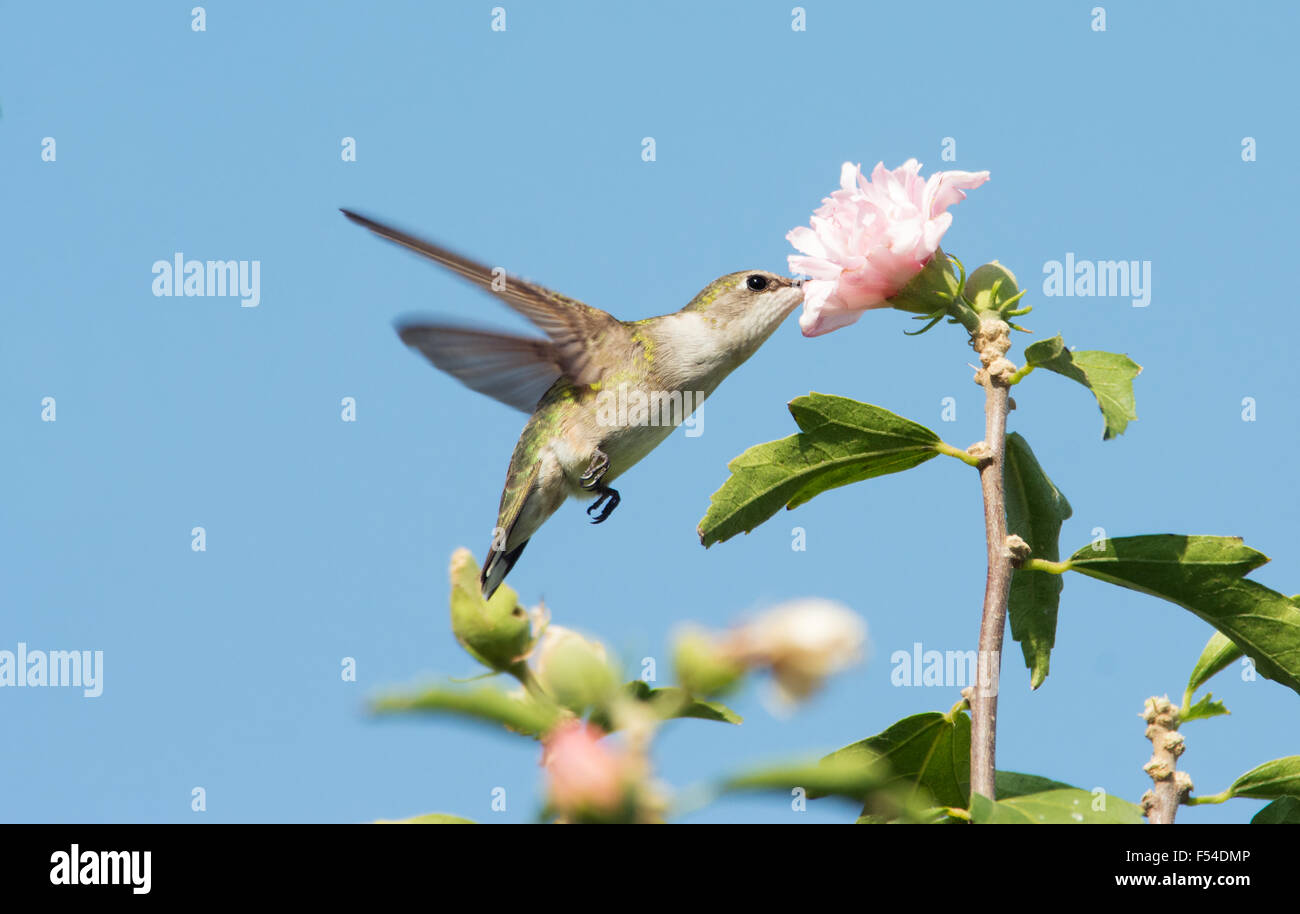 Femmina di Ruby-throated Hummingbird raggiungendo un Althea flower Foto Stock