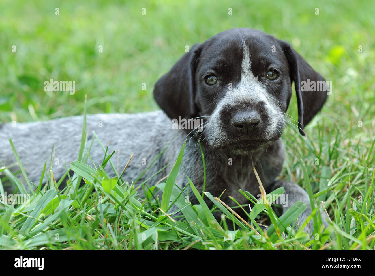 Tedesco pelo corto cucciolo puntatore posa sull'erba Foto Stock