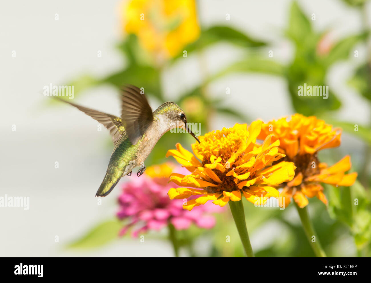 Femmina di Ruby-throated Hummingbird alimentazione su un fiore di arancia nel giardino estivo Foto Stock