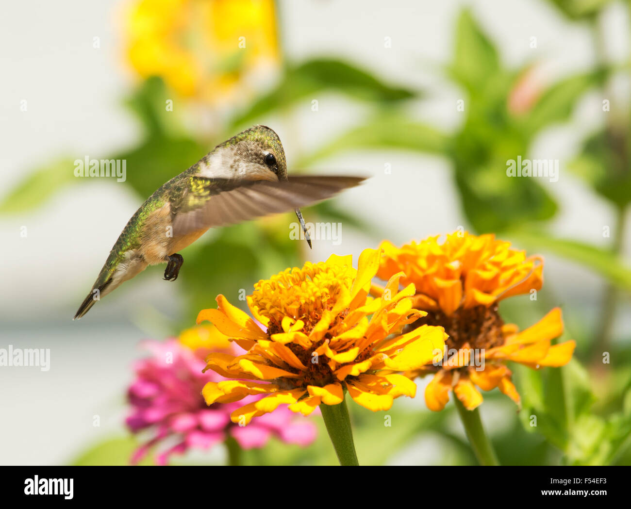 Ruby-throated Hummingbird alimentazione su un arancio brillante Zinnia fiore nel giardino estivo Foto Stock