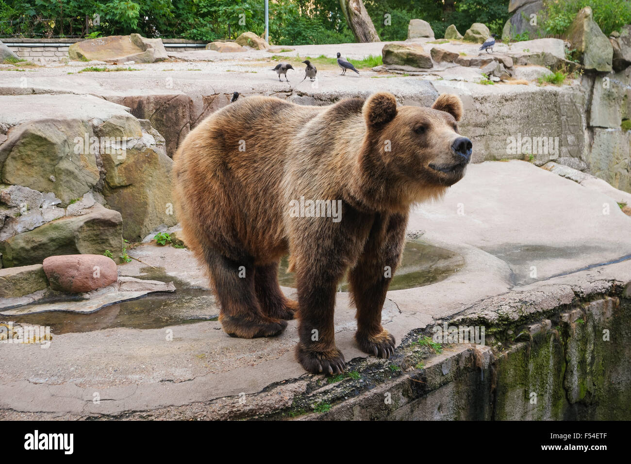 L'orso bruno (Ursus arctos) in piedi, vista laterale Foto Stock