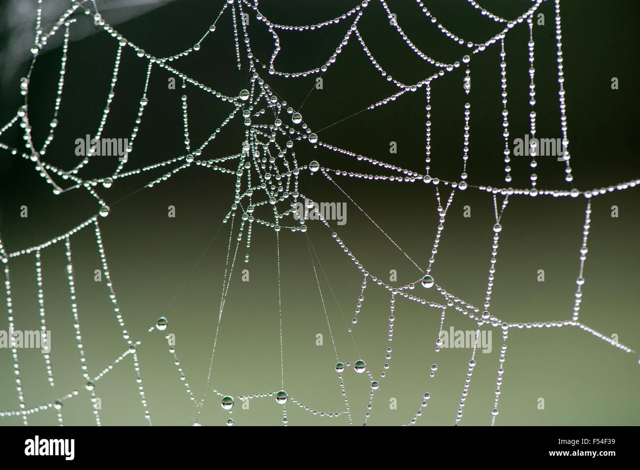 Spider Web con goccioline di acqua su di esso dopo un gelido inizio aumtumn notte. Yorkshire, Regno Unito. Foto Stock