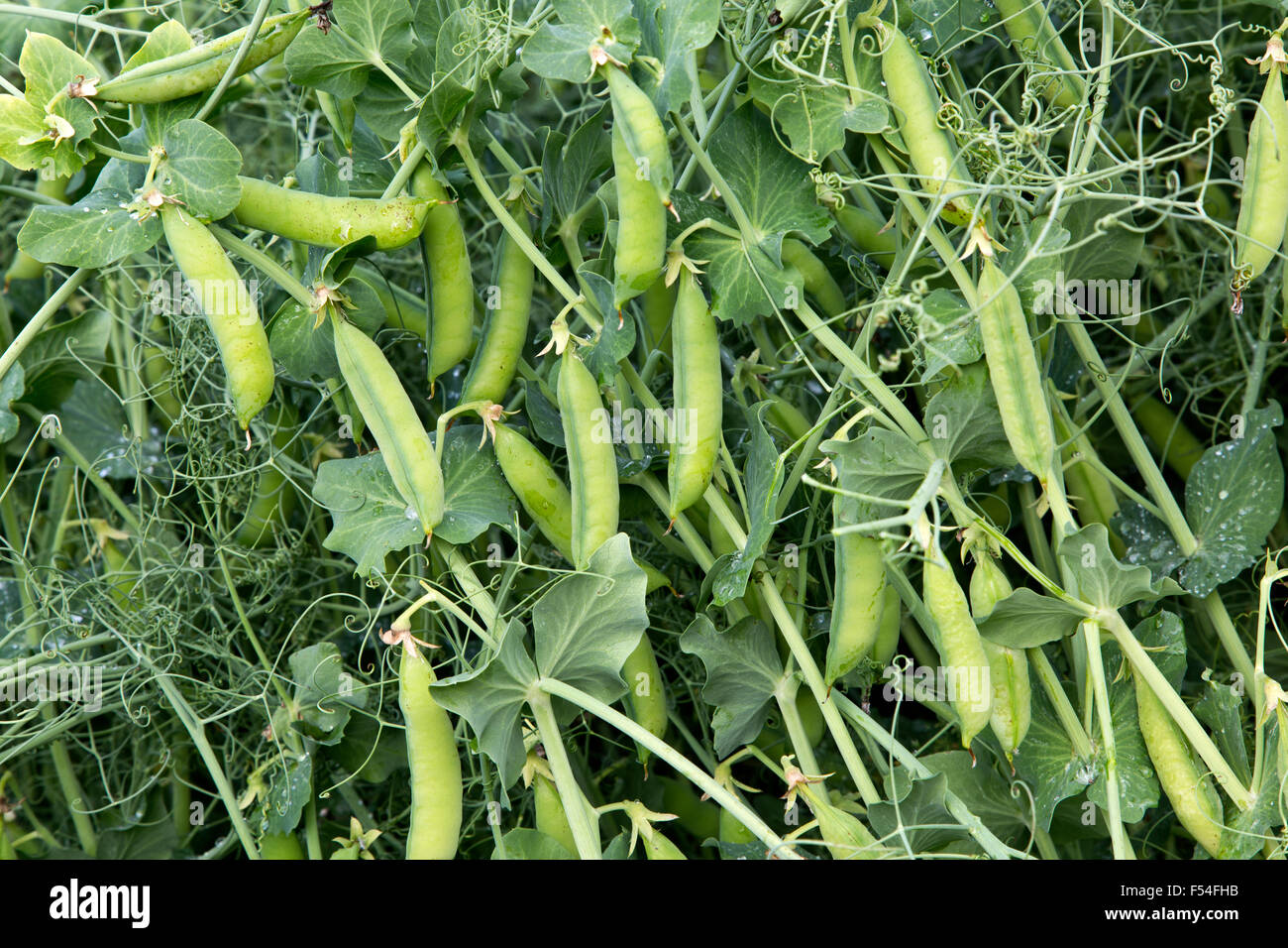 Close-up di nette campo giallo piselli su vite " Pisum sativum " . Foto Stock