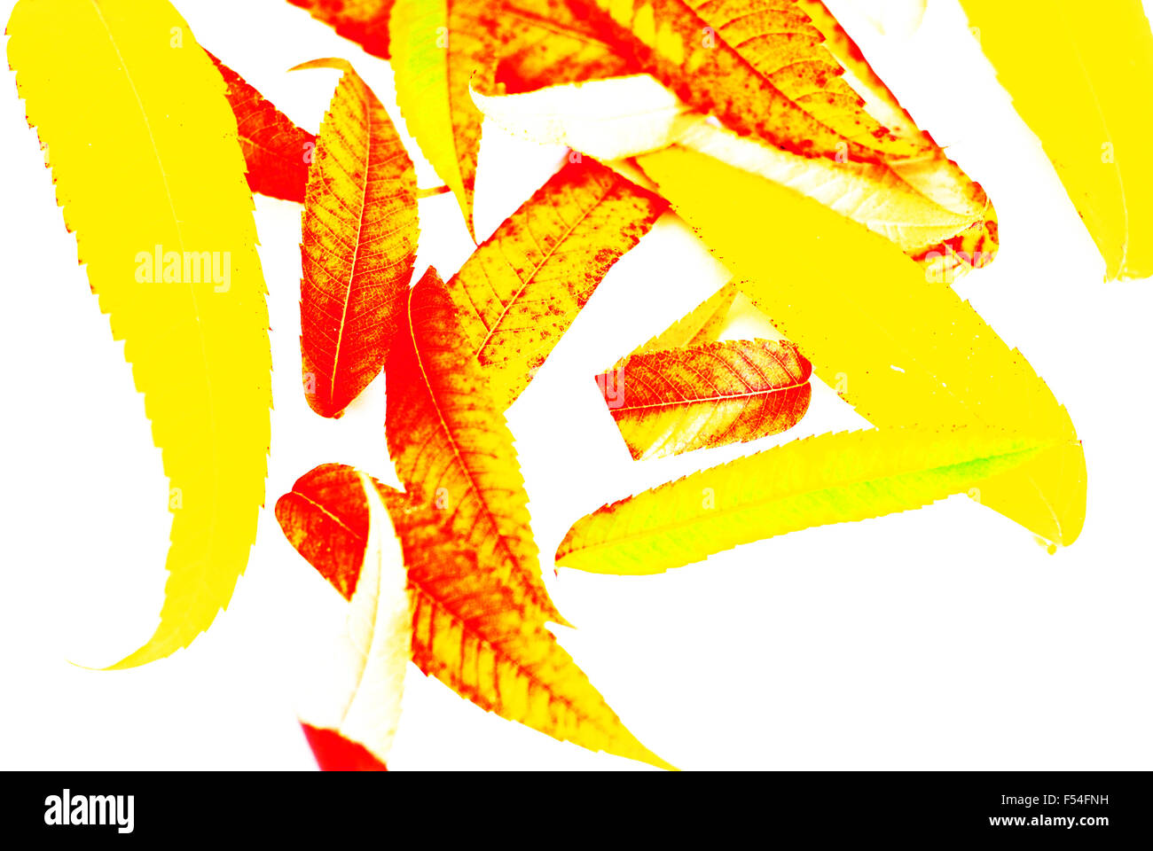 Abstract,autunno,foglie,verde,,rosso ruggine,l'oro,bianco Foto Stock