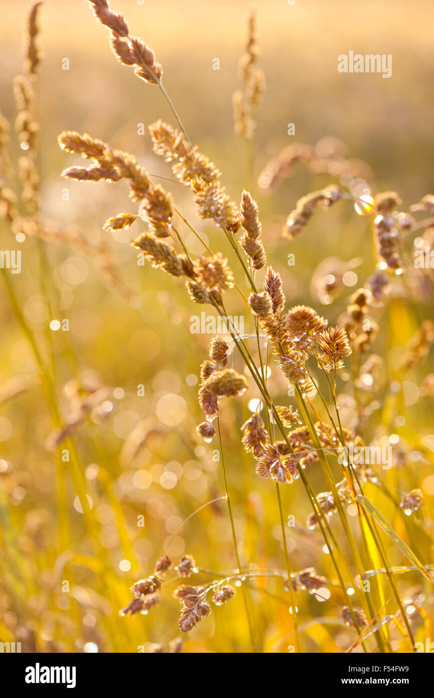Erba prato dopo la pioggia le gocce di pioggia che brilla nel sole sul golden piante closeup, piante crescono in Polonia, Europa ... Foto Stock