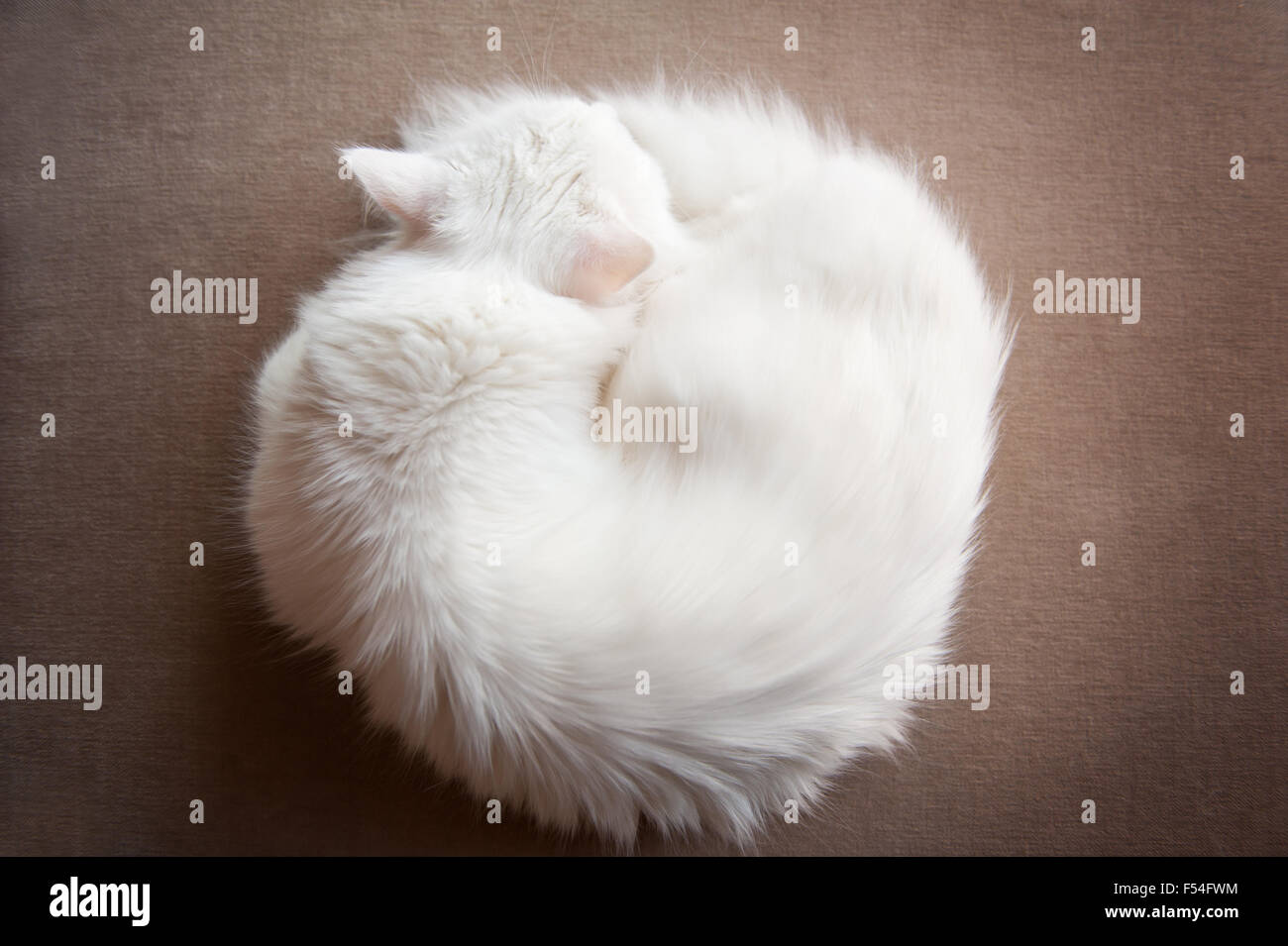 Angora turco gatto avvolto a ricciolo, Ankara kedisi o Ankara gatto domestico bianco di razza capelli lunghi gatto pelo animale vista da sopra Foto Stock