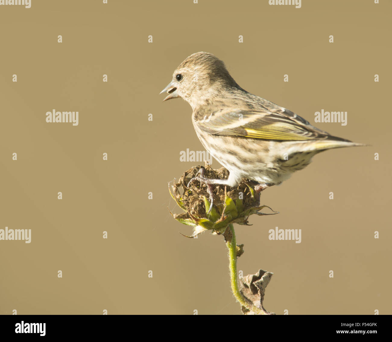 Pine Lucherino mangiare semi a secco su un girasole selvatico Foto Stock