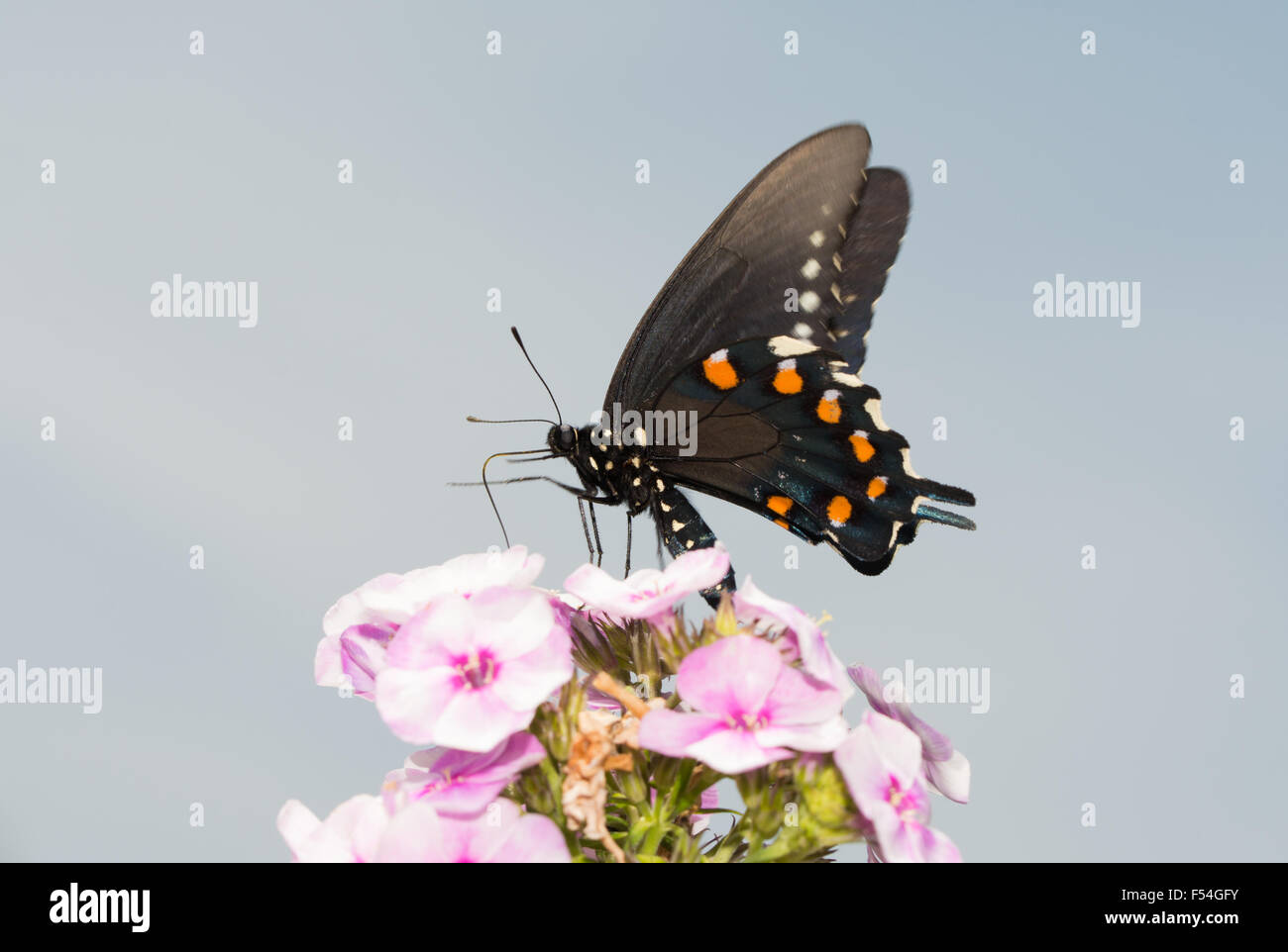 Pipevine farfalla a coda di rondine su alimentazione di rosa fiori di Phlox contro parzialmente nuvoloso Cielo di estate Foto Stock