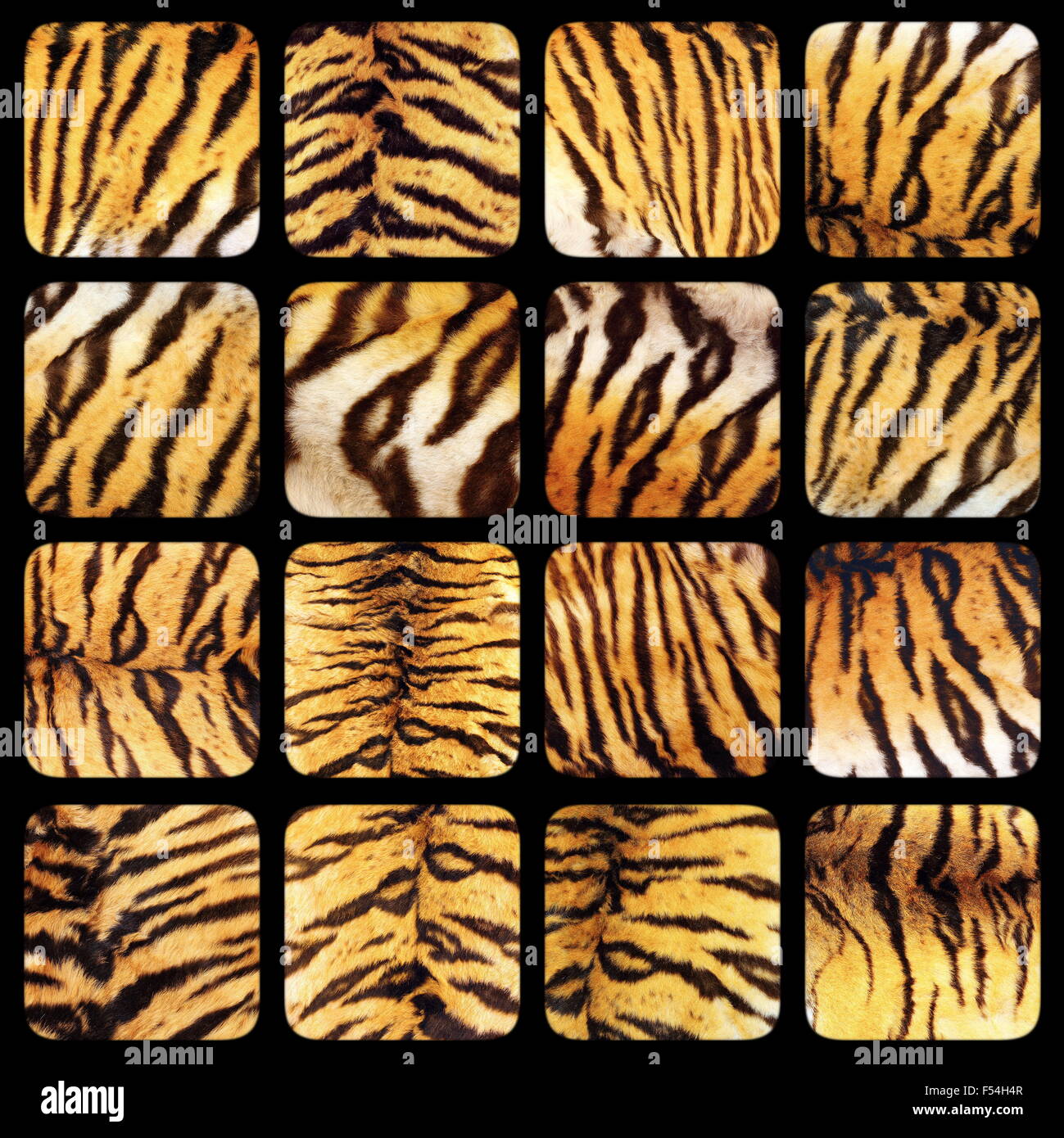 Raccolta di real tiger fur texture su sfondo nero Foto Stock