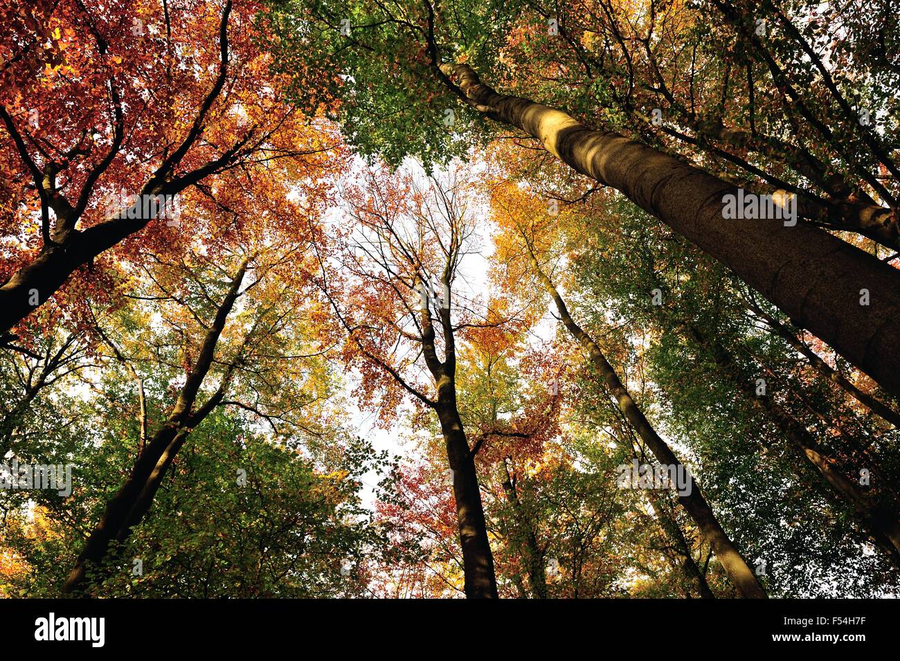Glasgow, Scotland, Regno Unito. 27 ott 2015. Autunno bello e mite sole illumina il colorato treetops nel parco. Credito: Tony Clerkson/Alamy Live News Foto Stock