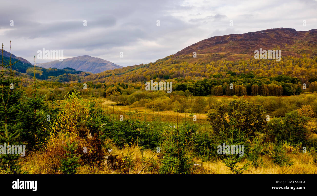 Colore di autunno nel Queen Elizabeth Forest Park nel Trossachs, Highlands della Scozia © Andrew Wilson Foto Stock