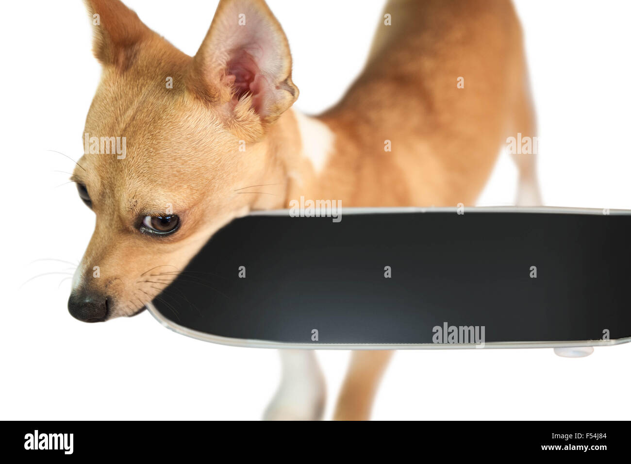 Cute cane con lo skateboard toy Foto stock - Alamy