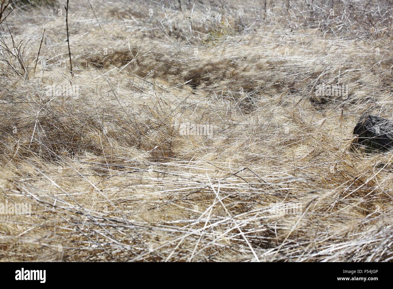 Erbe secche in un parco in colpite dalla siccità nella California del nord. Foto Stock