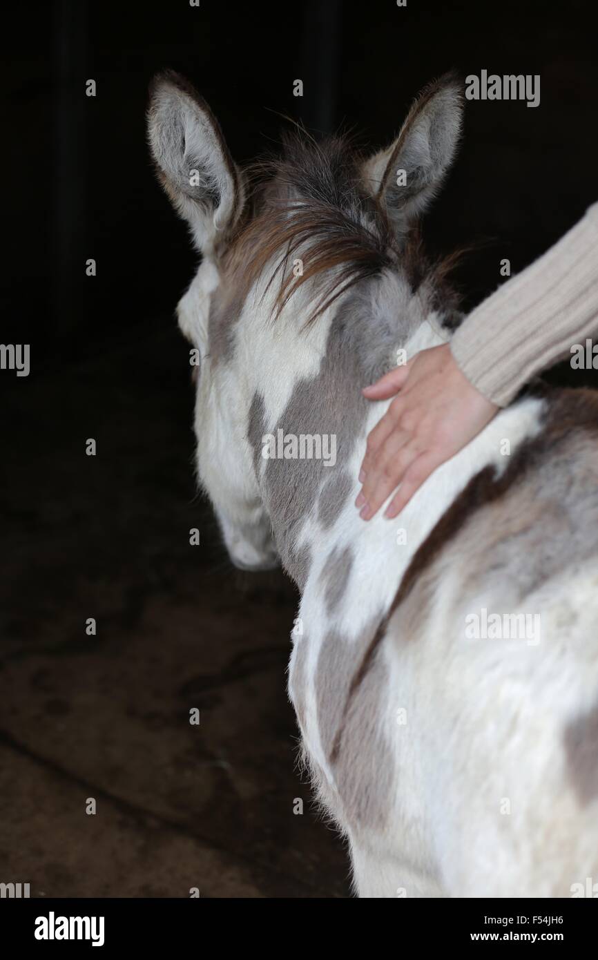 Un asino in miniatura come visto da dietro con una persona di petting. Foto Stock