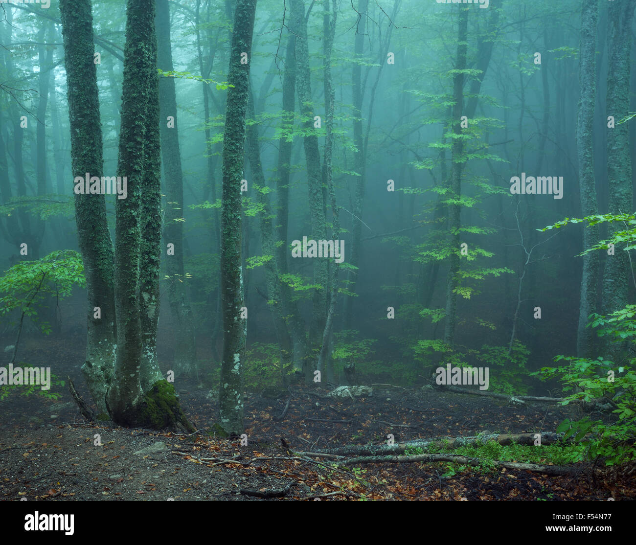 Sentiero attraverso un misterioso vecchio foresta nella nebbia. In autunno la mattina in Crimea. Magica atmosfera. Fairytale Foto Stock