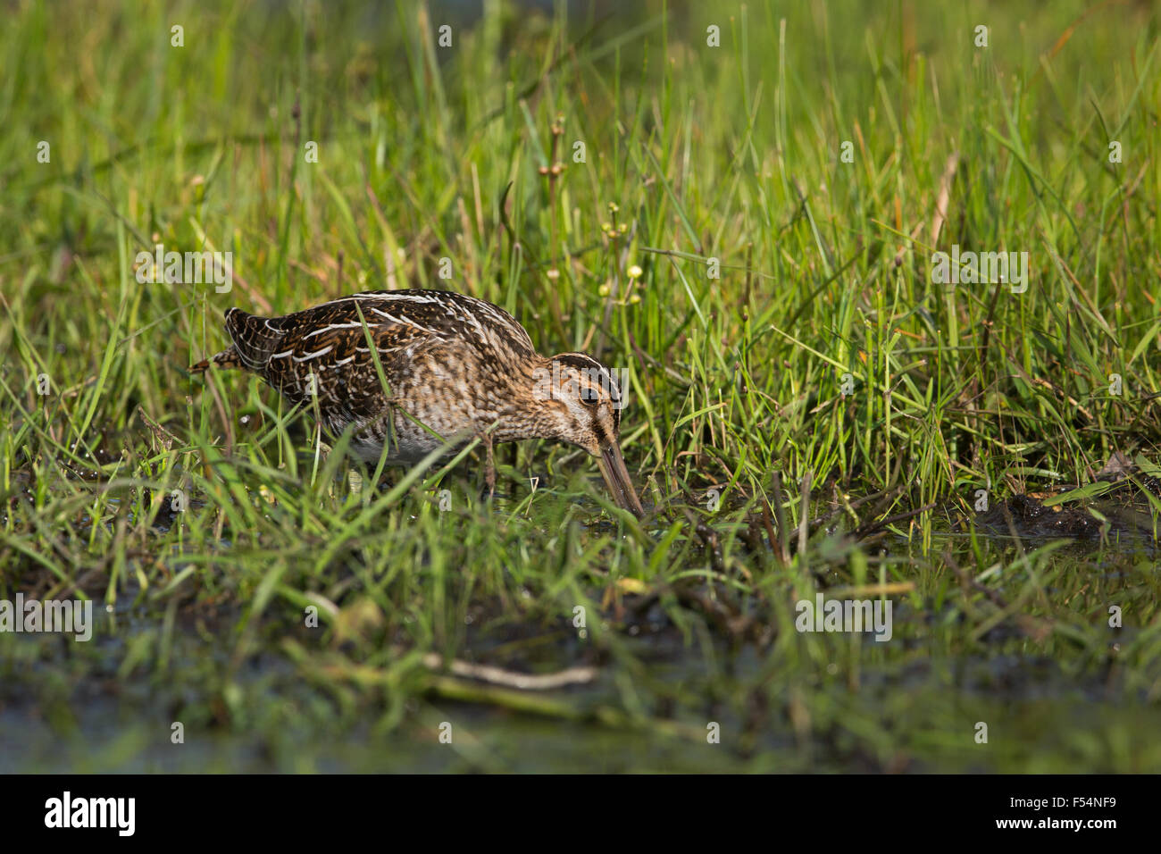 Gallinago delicata Foto Stock