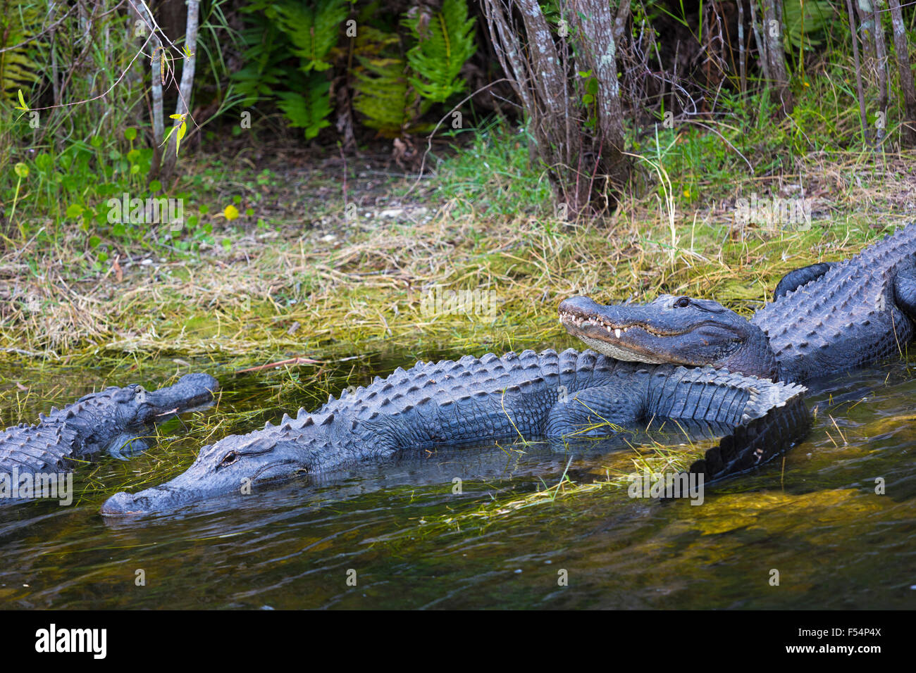 Gruppo di American alligatori cosying up crogiolarsi da una palude e di refrigerazione in Everglades della Florida, Stati Uniti d'America Foto Stock