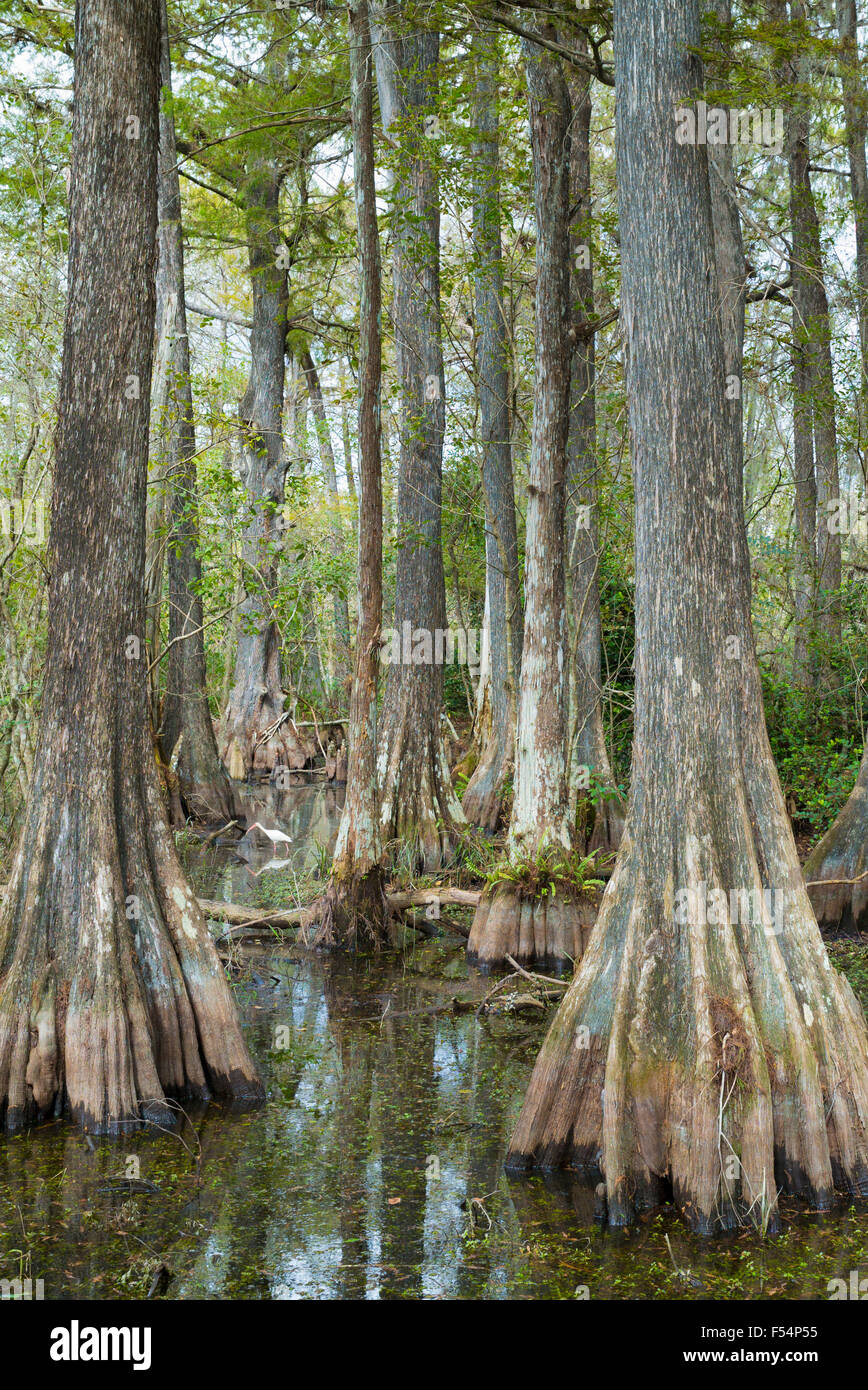 Airone bianco maggiore nella foresta di cipresso calvo alberi Taxodium distichum e palude in Everglades della Florida, Stati Uniti d'America Foto Stock