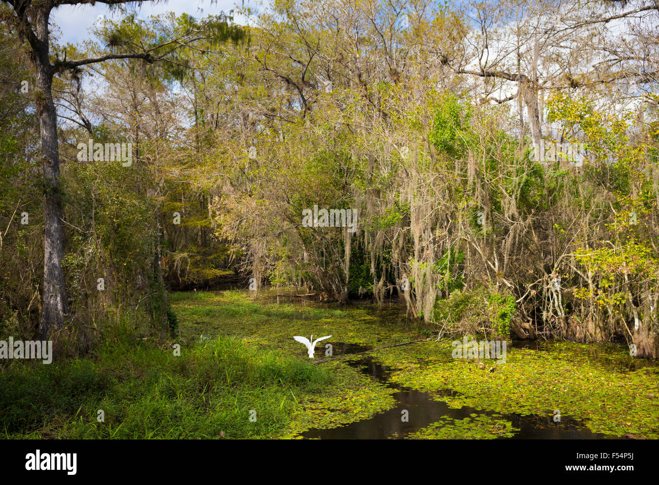 Airone bianco maggiore in volo in zone umide palude in Everglades della Florida, Stati Uniti d'America Foto Stock