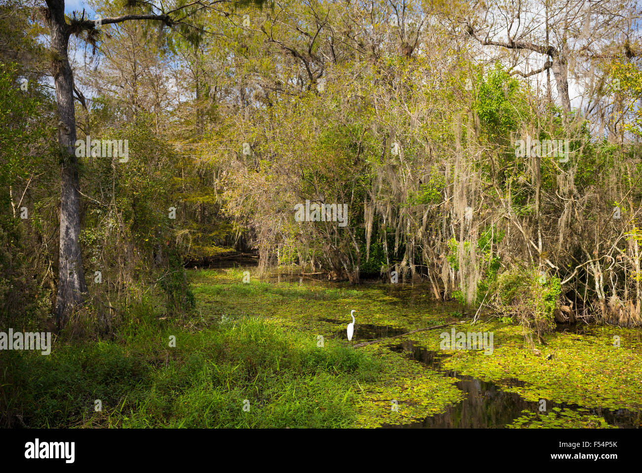 Airone bianco maggiore nelle zone umide palude in Everglades della Florida, Stati Uniti d'America Foto Stock