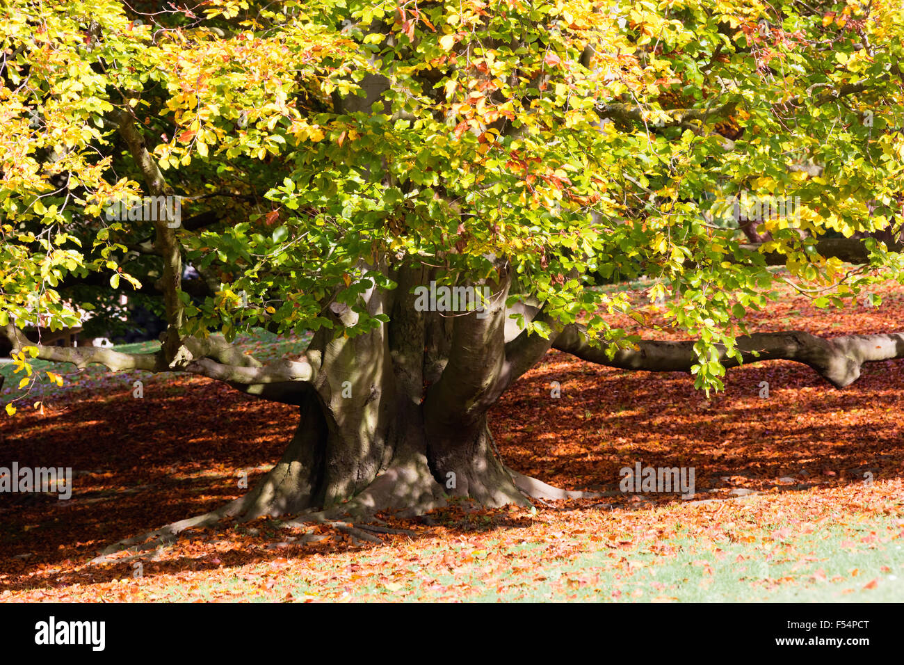 Stagioni che cambiano i colori di evidenziazione di autunno Foto Stock