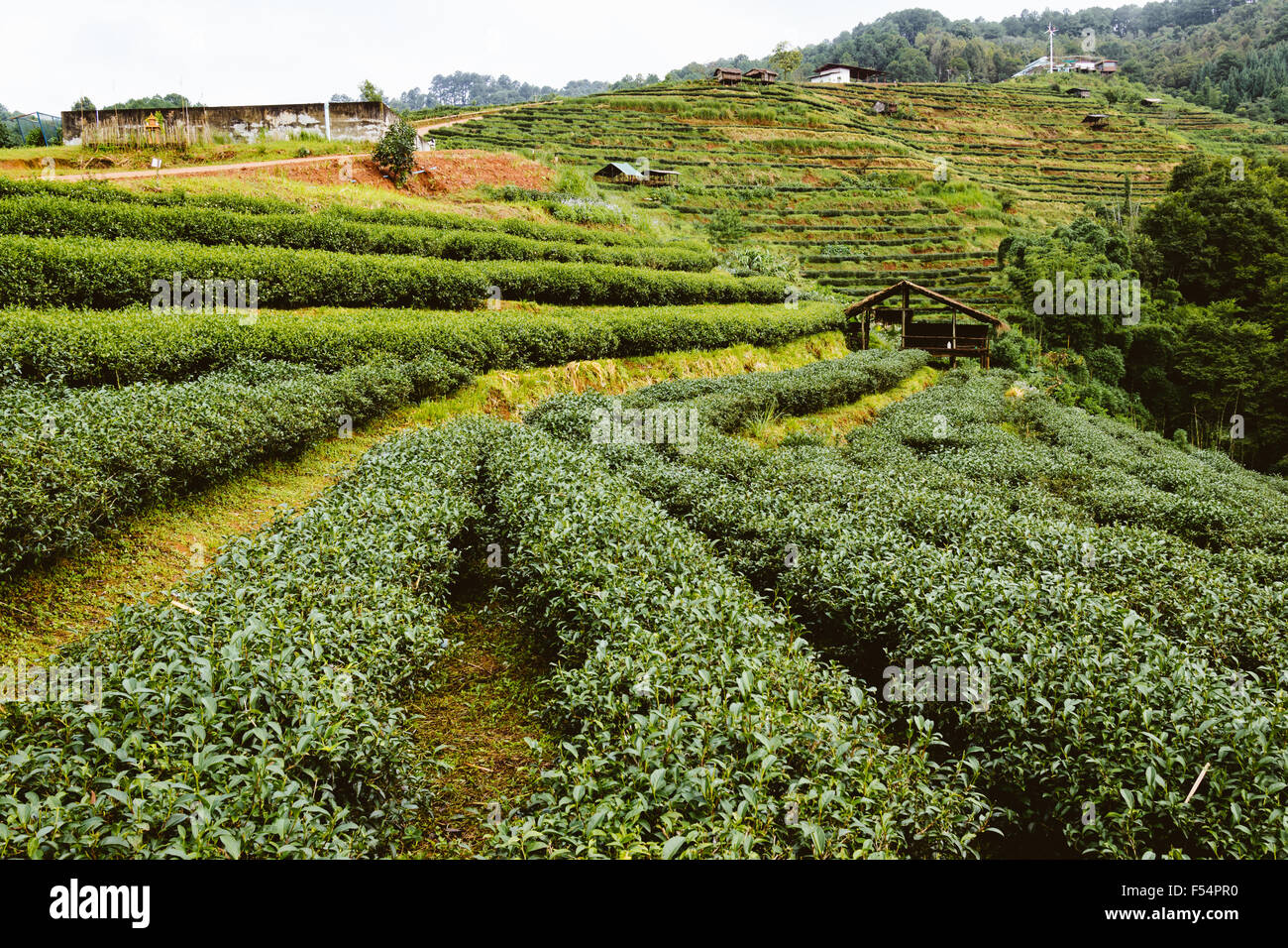 Il tè verde farm in alta montagna in Thailandia con Capanna Foto Stock