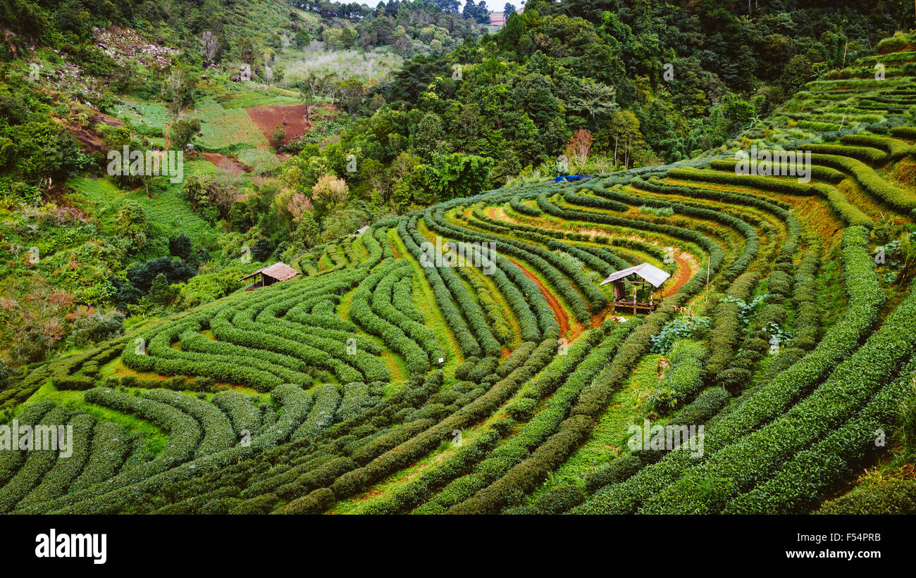 Il tè verde farm in alta montagna in Thailandia con Capanna Foto Stock