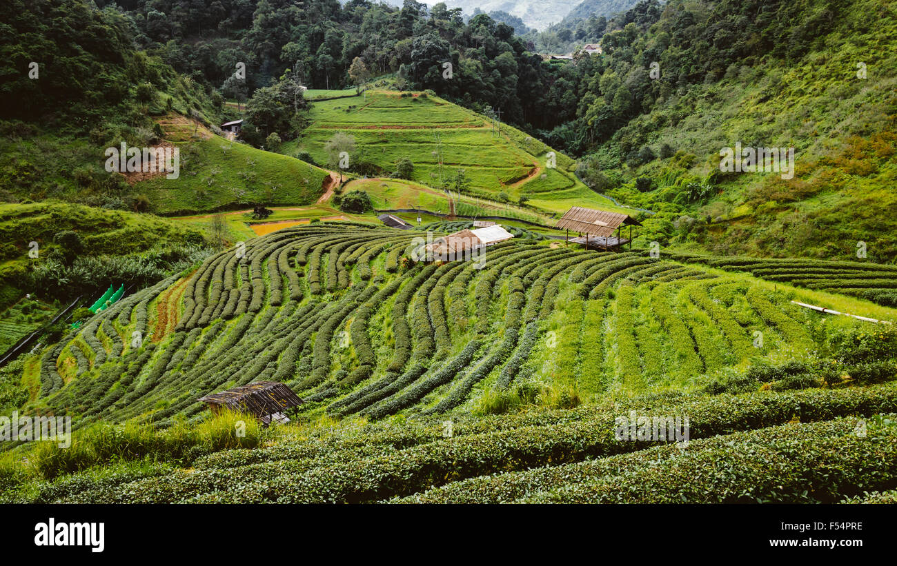 Il tè verde farm in alta montagna in Thailandia con Capanna Foto Stock